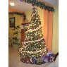 Giovanni Ramirez Leyva's Christmas tree from Chilpo, Guerrero, Mexico