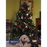 �rbol de Navidad de Bel�n (Madrid, Espa�a)