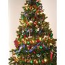 Manuel F.'s Christmas tree from Oca�a, Colombia