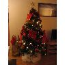 Hamel's Christmas tree from Argenteuil, France