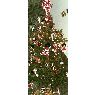 Weihnachtsbaum von Isabel y familia (Boquete, Chiriquí, Panamá)