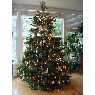 �rbol de Navidad de Familia Escobar (Estados Unidos)