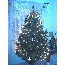 �rbol de Navidad de Ruth Toscano (Tijuana, Baja California, Mexico)