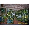 Ana Karina Matos Bolivar's Christmas tree from Guarico, Venezuela