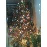 Weihnachtsbaum von Albina Gonzalez (Barcelona, Venezuela)