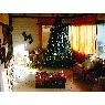 Oswaldo Waddy Cabrera's Christmas tree from Quito, Ecuador