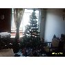 German Beltran's Christmas tree from Bogota D.C, Colombia