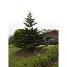 Alejandra Narvaez's Christmas tree from Colombia