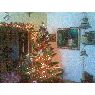 Fernando's Christmas tree from Yaracuy, Venezuela