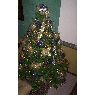 Jos�'s Christmas tree from Cali, Colombia