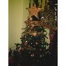 Merche's Christmas tree from Lerida, ESPA�A