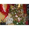 Duchene Jean-Luc's Christmas tree from Belgique