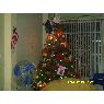 Kevin's Christmas tree from Ecuador