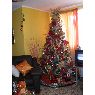 Weihnachtsbaum von Adriana Ordosgoiti (Caracas, Venezuela)