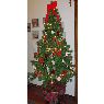 Nicol's Christmas tree from Argentina