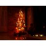 Manuel F.'s Christmas tree from Oca�a, Colombia