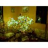 Zulay Casagrande's Christmas tree from Maracaibo, Venezuela