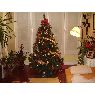 Weihnachtsbaum von Geno Vicente (Irun, Guipuzcoa, Espa�a)