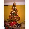 Mar�a de Castellanos's Christmas tree from Bogot�, Colombia