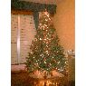 Sapin de No�l de Miguel Pou (Sillobre, Espa�a)