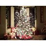 Sapin de No�l de Wade Nielsen/Hanks (Forest Ranch, Calif, USA)
