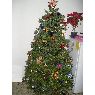 Angelita's Christmas tree from Sonora, Mexico
