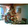 Zolaine Hernandez Sivira's Christmas tree from Barquisimeto edo Lara, Venezuela