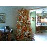 Selmasivira de Hernandez's Christmas tree from Cabudare edo Lara, Venezuela