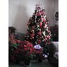 Alejandra Arce Bernal's Christmas tree from M�xico D.F.