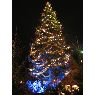 Sapin de No�l de Lignat (Abzac, France)