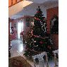 Andrea's Christmas tree from M�laga, Espa�a