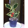 Amali's Christmas tree from Torreblanca, Castell�n, Espa�a