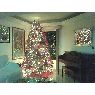 Sapin de No�l de Alexandra (Venezuela, Zulia)