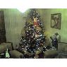 Nelson J. Ochoa D�az's Christmas tree from Valencia, Venezuela