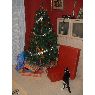 Vanesa's Christmas tree from Barcelona, Espa�a