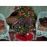 Johan C M's Christmas tree from Pyr�n�es Oriantales, France