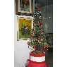 Abel Leonardo Coup Balbi's Christmas tree from Buenos Aires, Argentina