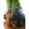 Lidia Lizana's Christmas tree from Chile
