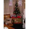 Fernando Mariano Cruzat Barrientos's Christmas tree from Puerto Montt, Chile