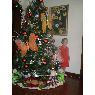 Familia P�rez's Christmas tree from Montalban, Venezuela