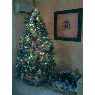 Jos� Luis Gonz�lez Hern�ndez's Christmas tree from Tenerife, Espa�a