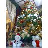 Sapin de No�l de Iris de Derce (Falc�n, Venezuela)