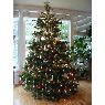 Sapin de No�l de Carlos Varela (Pontevedra, Espa�a)