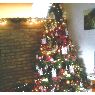 Aimara Pinto's Christmas tree from Rubio, Edo. T�chira-Venezuela