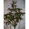 Simonas Račkauskas's Christmas tree from Alytus, Lithuania