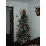 Olivia's Christmas tree from Tenerife, Islas Canarias